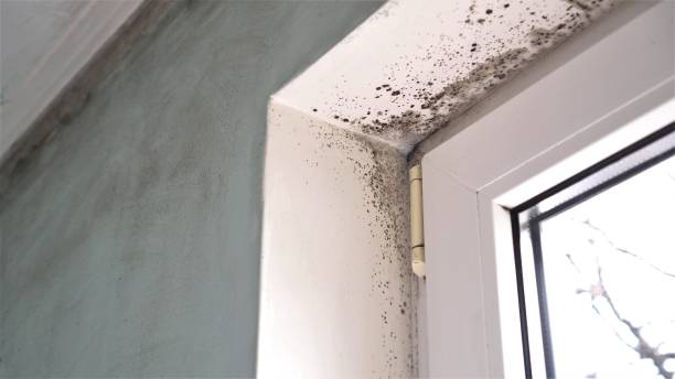 Best Emergency Mold Remediation  in Silver Springs, NV